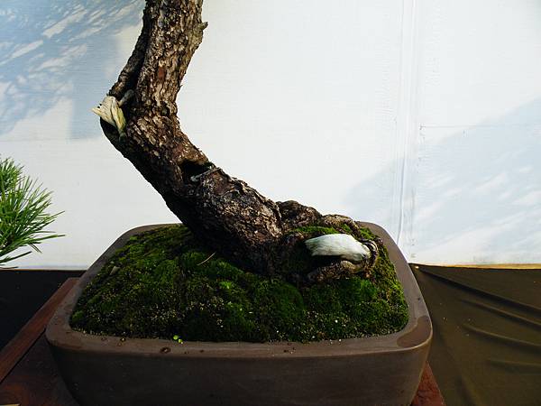 DSCF0236.JPG DSCF0236.JPG