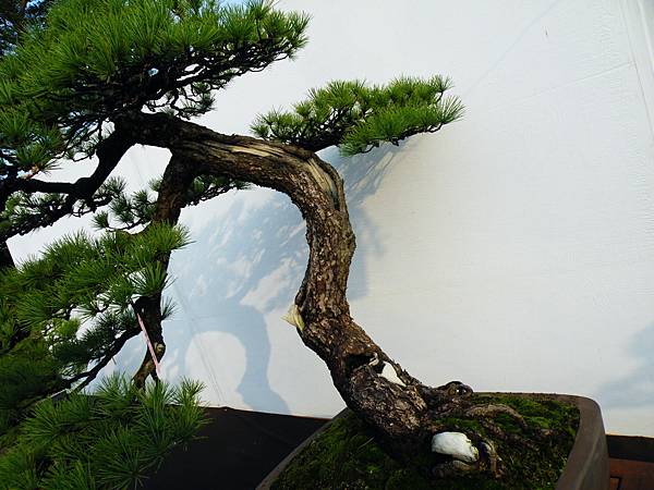 DSCF0237.JPG DSCF0237.JPG