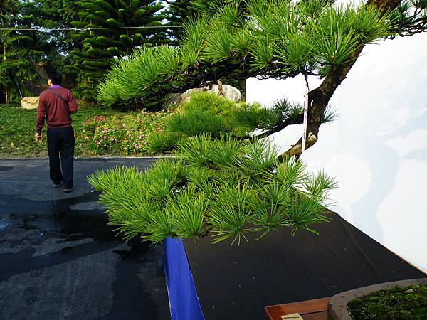 DSCF0238.JPG DSCF0238.JPG