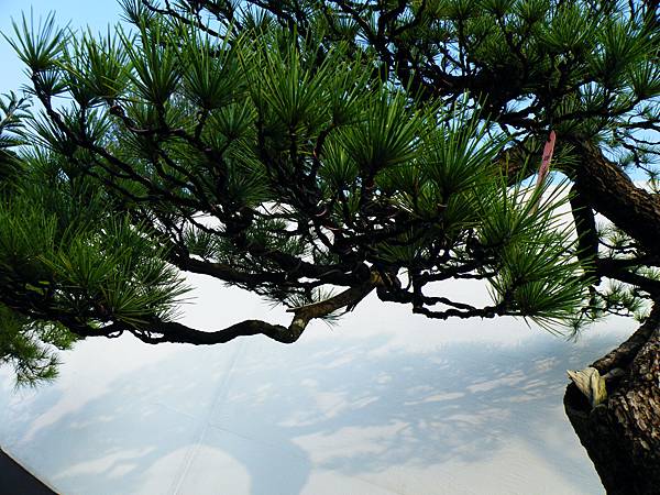 DSCF0239.JPG DSCF0239.JPG