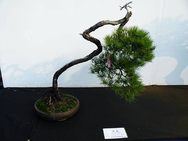 DSCF0240.JPG DSCF0240.JPG