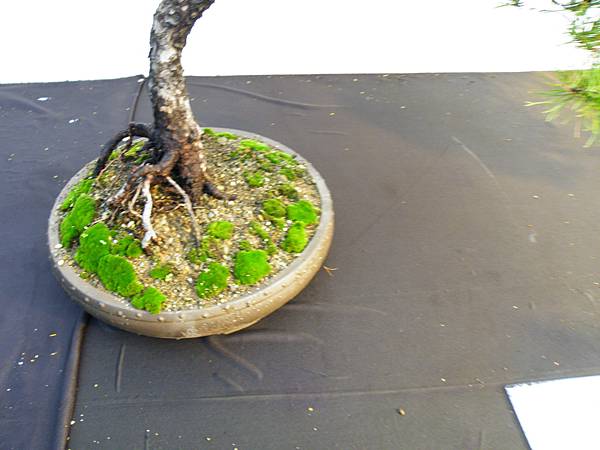 DSCF0241.JPG DSCF0241.JPG