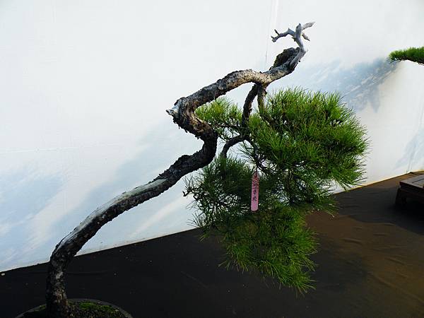 DSCF0242.JPG DSCF0242.JPG