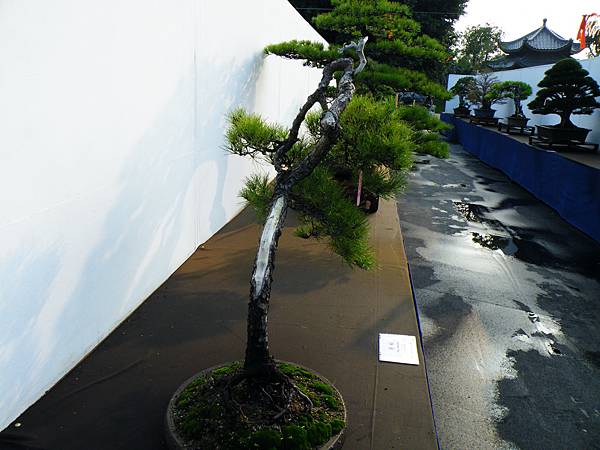 DSCF0243.JPG DSCF0243.JPG