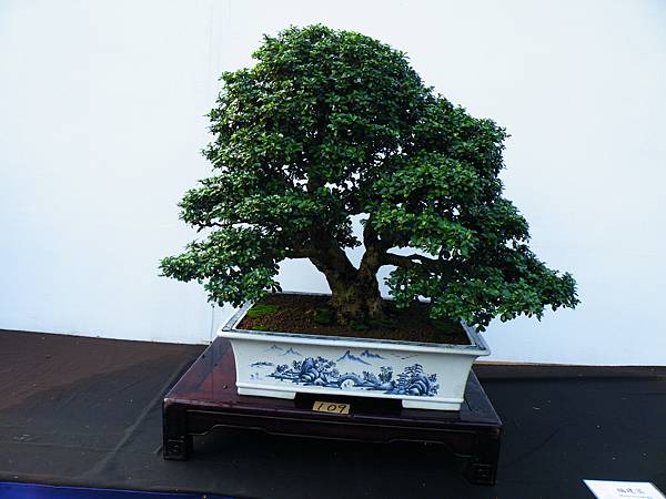 DSCF0244.JPG DSCF0244.JPG