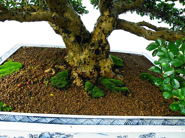 DSCF0245.JPG DSCF0245.JPG