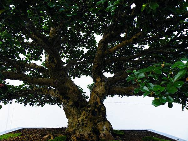 DSCF0246.JPG DSCF0246.JPG