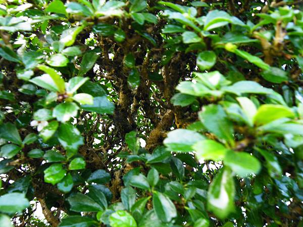 DSCF0247.JPG DSCF0247.JPG