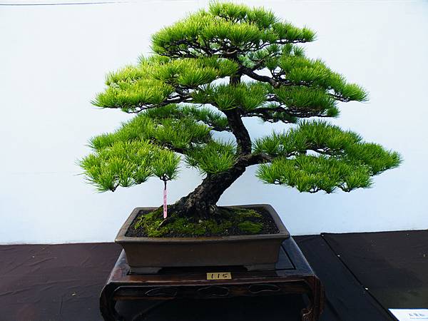 DSCF0248.JPG DSCF0248.JPG