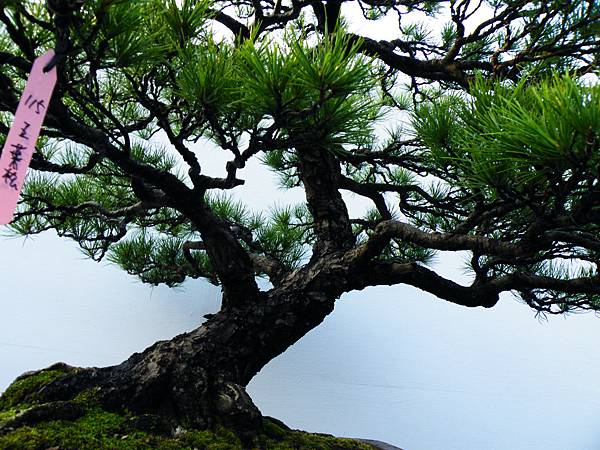 DSCF0250.JPG DSCF0250.JPG