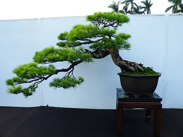 DSCF0252.JPG DSCF0252.JPG