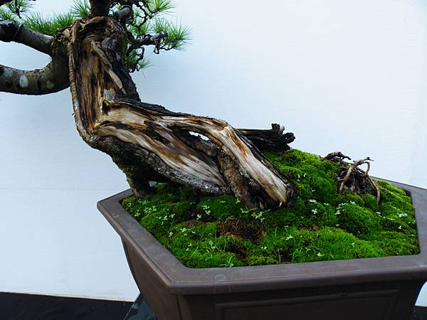 DSCF0253.JPG DSCF0253.JPG