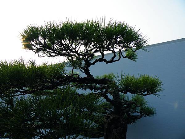 DSCF0255.JPG DSCF0255.JPG