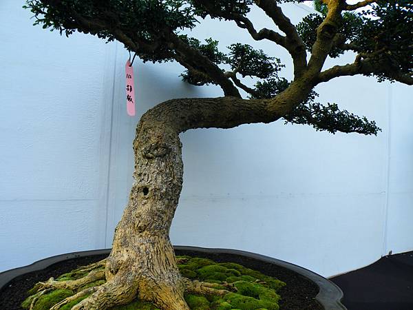 DSCF0258.JPG DSCF0258.JPG