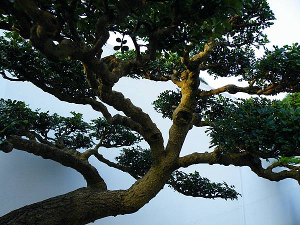 DSCF0259.JPG DSCF0259.JPG