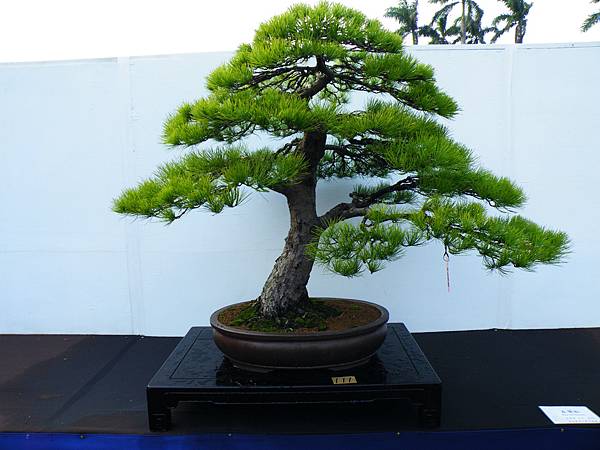 DSCF0260.JPG DSCF0260.JPG