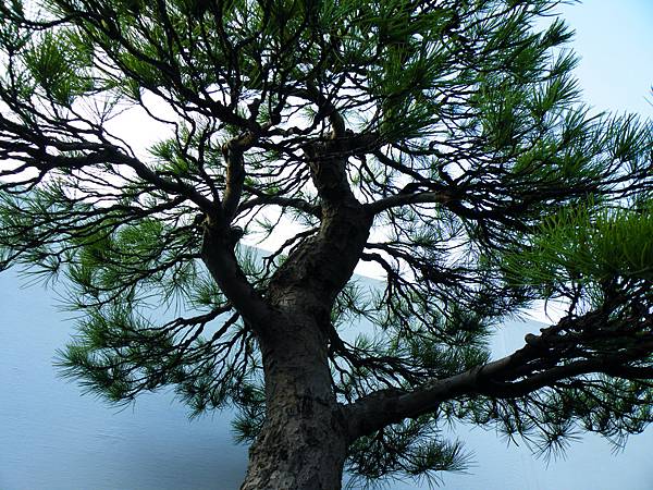 DSCF0262.JPG DSCF0262.JPG