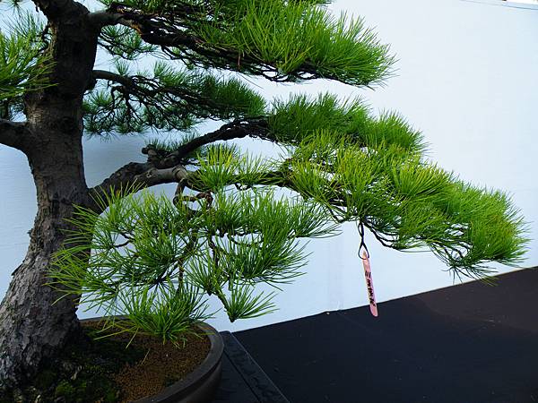 DSCF0264.JPG DSCF0264.JPG