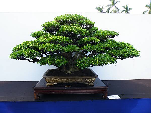 DSCF0265.JPG DSCF0265.JPG