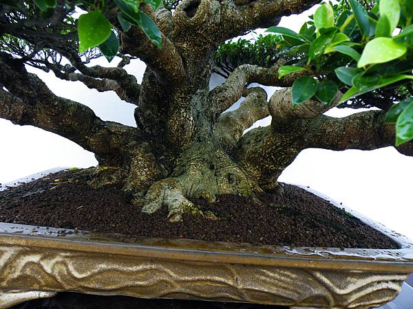 DSCF0266.JPG DSCF0266.JPG