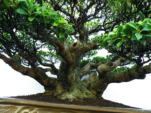 DSCF0267.JPG DSCF0267.JPG