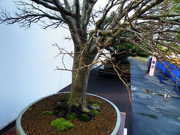 DSCF0273.JPG DSCF0273.JPG