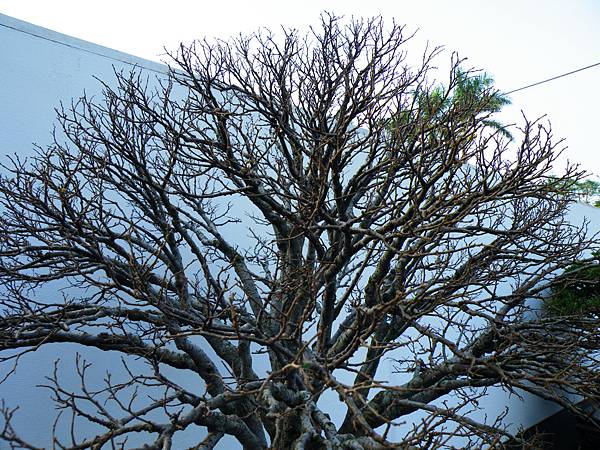 DSCF0274.JPG DSCF0274.JPG