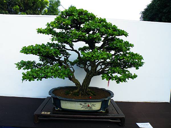 DSCF0276.JPG DSCF0276.JPG