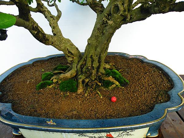 DSCF0277.JPG DSCF0277.JPG