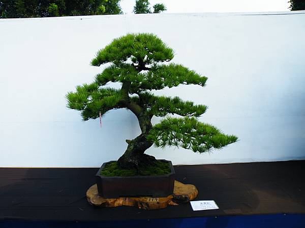 DSCF0278.JPG DSCF0278.JPG