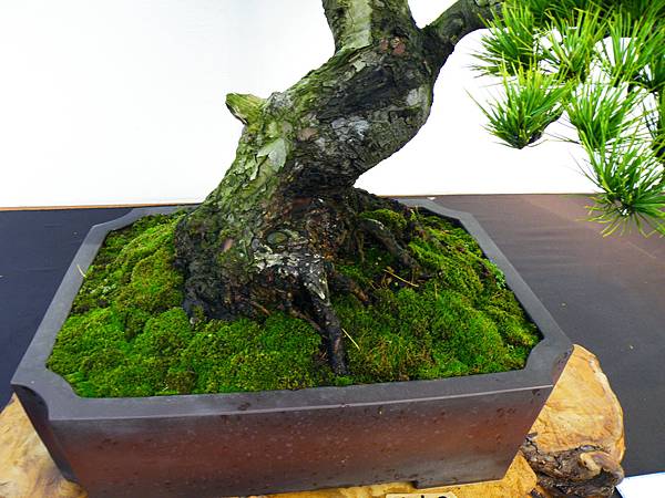 DSCF0279.JPG DSCF0279.JPG