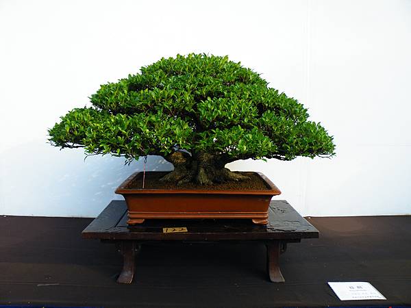 DSCF0286.JPG DSCF0286.JPG