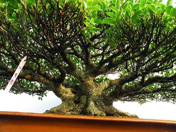 DSCF0288.JPG DSCF0288.JPG