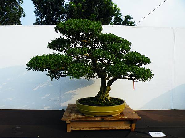 DSCF0289.JPG DSCF0289.JPG