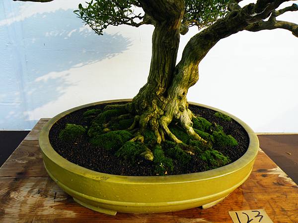 DSCF0290.JPG DSCF0290.JPG