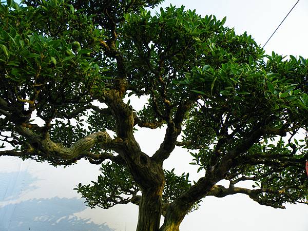 DSCF0292.JPG DSCF0292.JPG