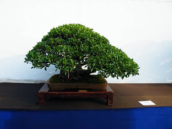 DSCF0293.JPG DSCF0293.JPG