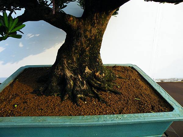 DSCF0298.JPG DSCF0298.JPG