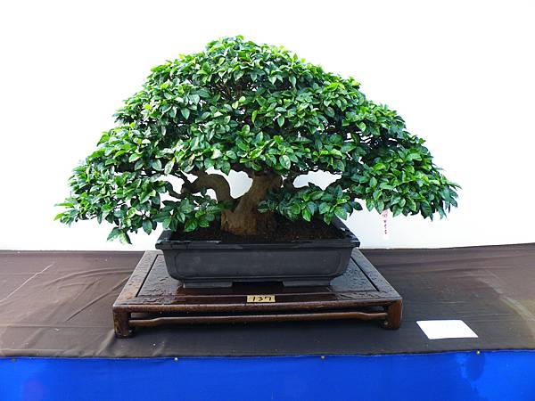 DSCF0306.JPG DSCF0306.JPG