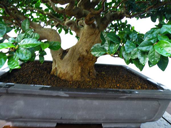 DSCF0307.JPG DSCF0307.JPG