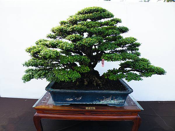 DSCF0309.JPG DSCF0309.JPG