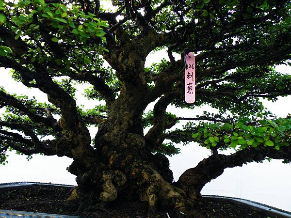 DSCF0311.JPG DSCF0311.JPG