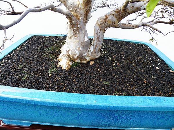 DSCF0313.JPG DSCF0313.JPG