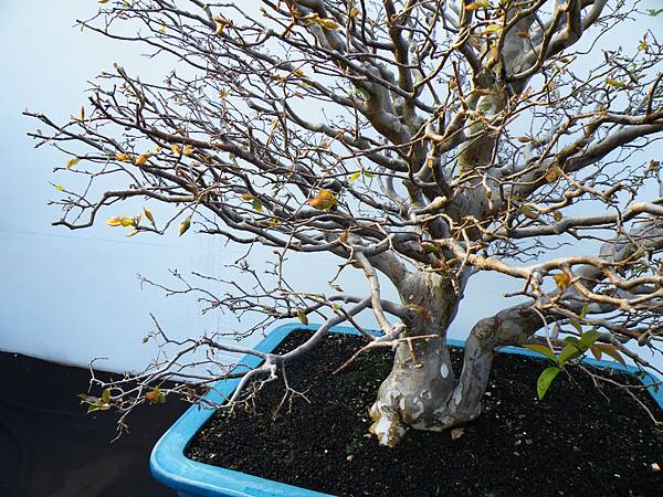 DSCF0315.JPG DSCF0315.JPG