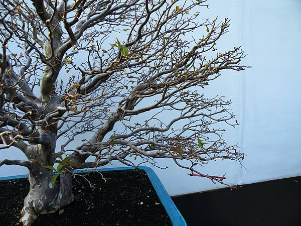 DSCF0316.JPG DSCF0316.JPG