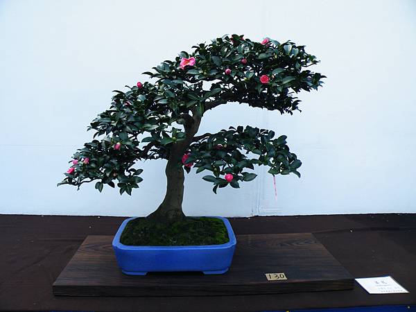 DSCF0330.JPG DSCF0330.JPG