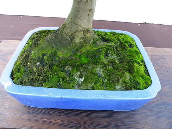 DSCF0331.JPG DSCF0331.JPG