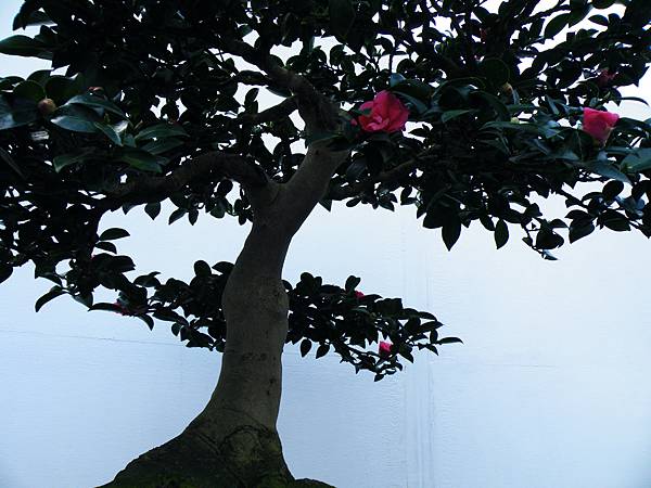 DSCF0332.JPG DSCF0332.JPG