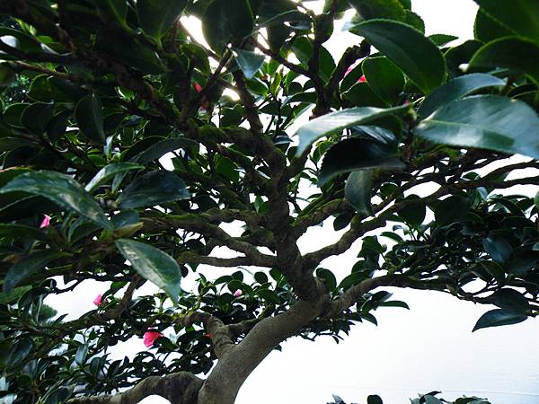 DSCF0333.JPG DSCF0333.JPG