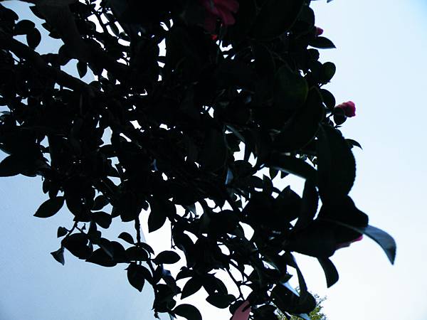 DSCF0334.JPG DSCF0334.JPG